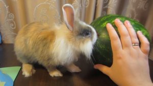 ГИГАНТСКИЙ АРБУЗ ДЛЯ КРОЛИКА БАФФИ!  Волшебница Баффи превратила арбуз в Гору конфет