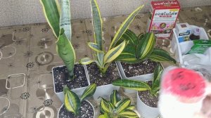 Клещ на Сансевиерии не причина для паники.