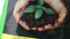 Примула из семян. Как добиться хороших всходов