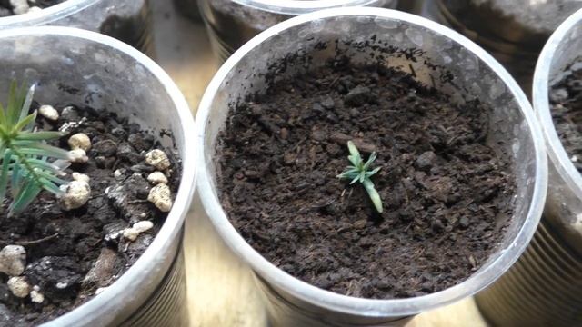 Туя западная из семян. Этап 3, состояние перед зимовкой. смотреть онлайн