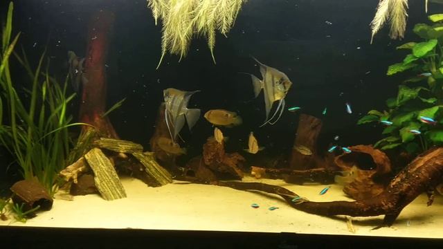 450 l Akara z Maroni, смотреть онлайн