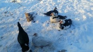 Индоутки в снегу. Цены на индоуток.