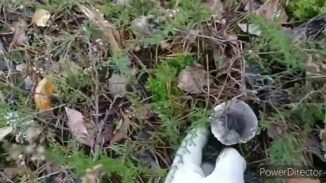 Грибной релакс 12.11.2020 смотреть онлайн