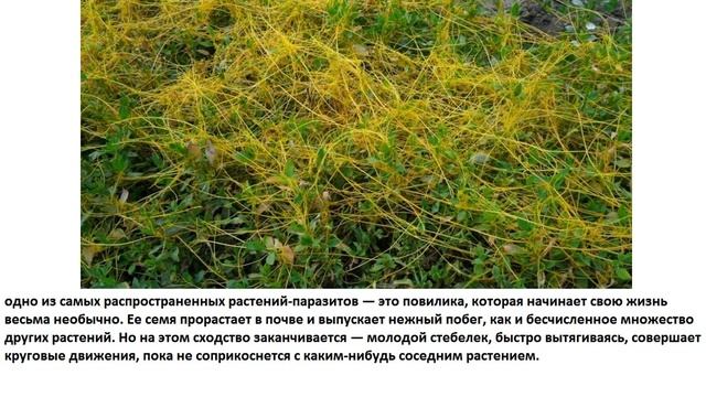 Какие растения называют паразитами смотреть онлайн
