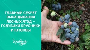 Голубика, брусника, и клюква из семян. Урожай вас удивит! Мы откроем вам главный секрет посадки!