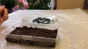 АННОНА КАК  ВЫРАСТИТЬ  ДОМА ЧАСТЬ 1 ПОСАДКА | Гуанабана как вырастить из косточки