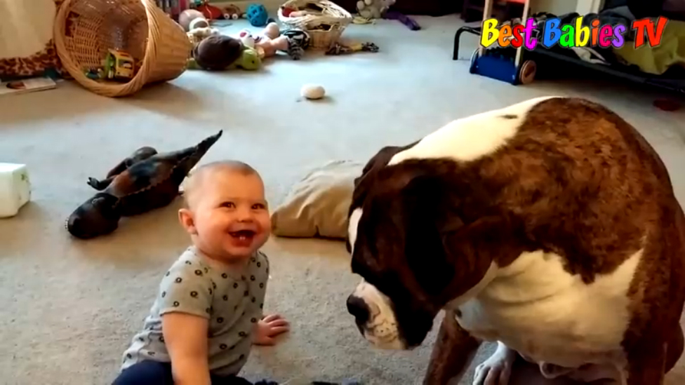 Cute Baby and Boxer Dog Compilation смотреть онлайн