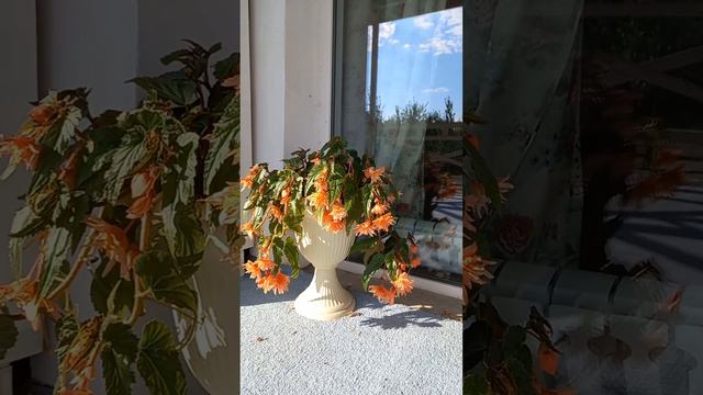 Бегония ампельная.лососевая🥰