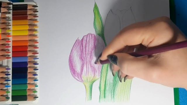 Видеоурок.Рисуем цветными карандашами. Тюльпаны #art #sketch смотреть онлайн