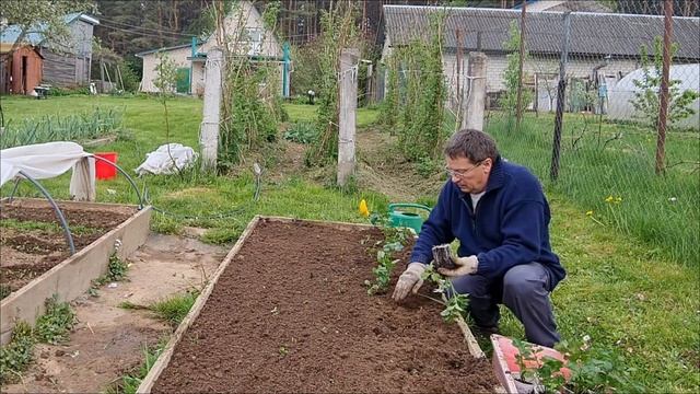 Посев и выращивание корневого сельдерея смотреть онлайн