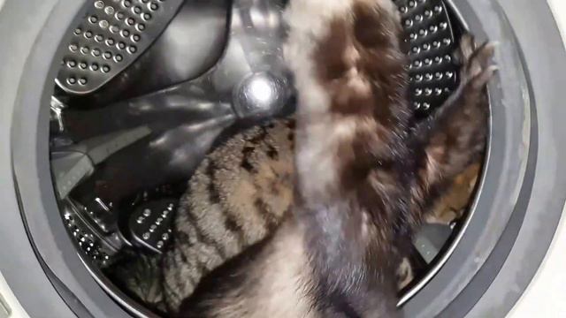 Хорёк и Кот)