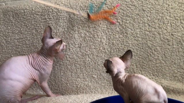 Котятам 50 дней ?никак не могу ввести прикорм?купила запашистый паштетик смотреть онлайн