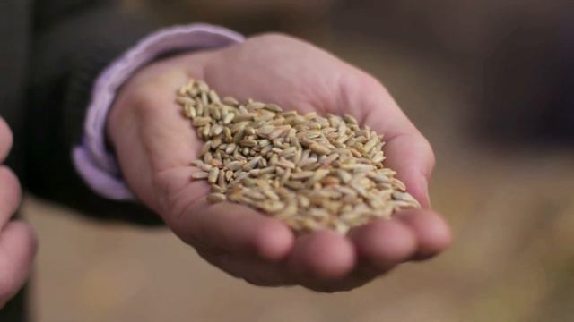 Age Of Empires 4 - THE HARVEST (Bonus Video) смотреть онлайн