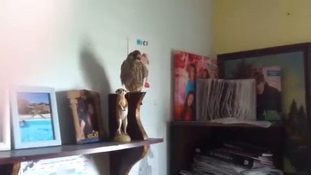 Птица сокол кушает смотреть онлайн