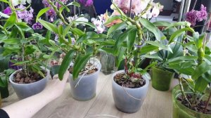 Дендробиум Нобиле, обзор и пересадка. Выбор субстрата и горшка