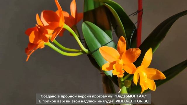 КАТТЛЕЯ: путь от подростка до цветения за 5 минут. BLC Young-Min Orange Golden Satisfaction. смотреть онлайн