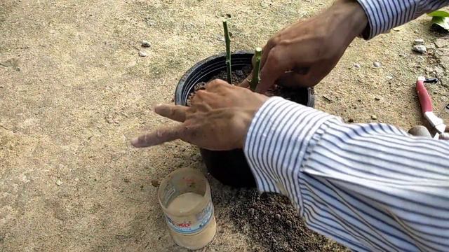 Grow Lemon Tree Ftom Cutting ( Khgardeners )