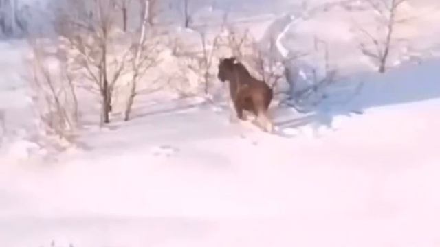 Лосиный остров 🦌 смотреть онлайн