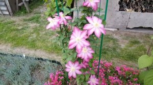 Клематис Асао . Clematis Asao . Японские сорта клематисов .
