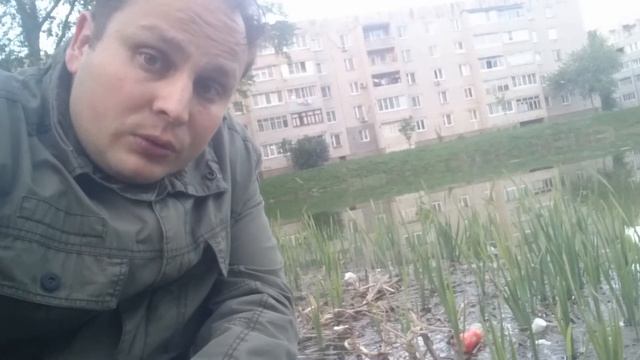 Грязный пруд на ул. Артёма в Муроме смотреть онлайн