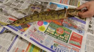 Как быстро почистить налима, или чистим налима чулком!