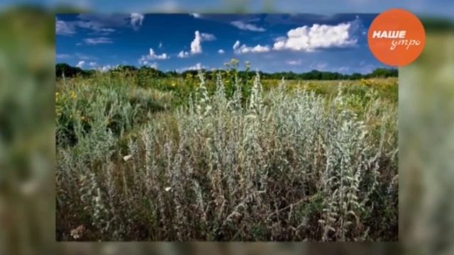 Полынь – трава горькая смотреть онлайн