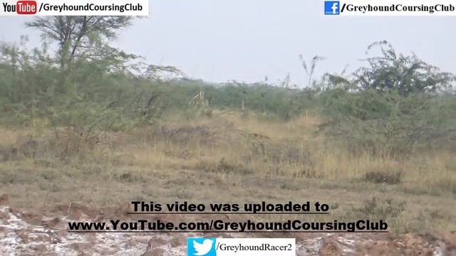 Greyhound vs rabbit race 2020 | Hunting animals | galgos y liebres смотреть онлайн