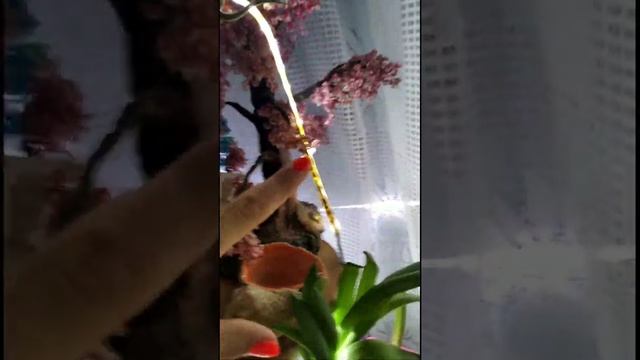 Сажаем ипомею "Звёздный Вальс"и обзор на освещение для цветов?? смотреть онлайн
