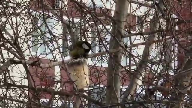 Как помочь птицам зимой смотреть онлайн