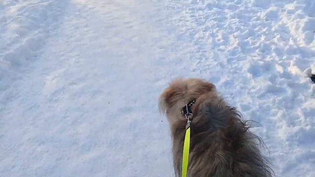 Пёс Тотоша и бигльяночка Альма с подружкой Натс, басенджи смотреть онлайн