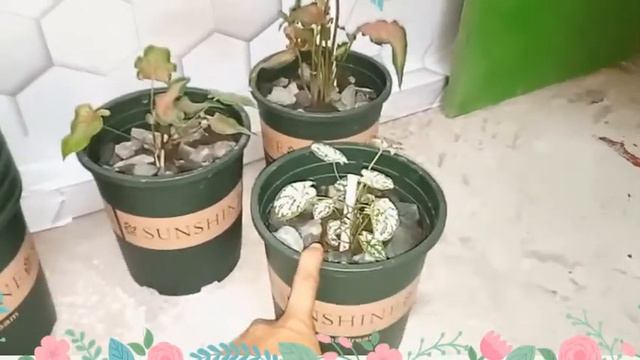 Selling Pots & Plants / My Caladium & Alocasia Collection смотреть онлайн