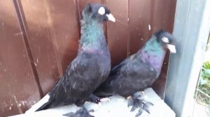 Голуби! Чёрные белохвостые Славенские