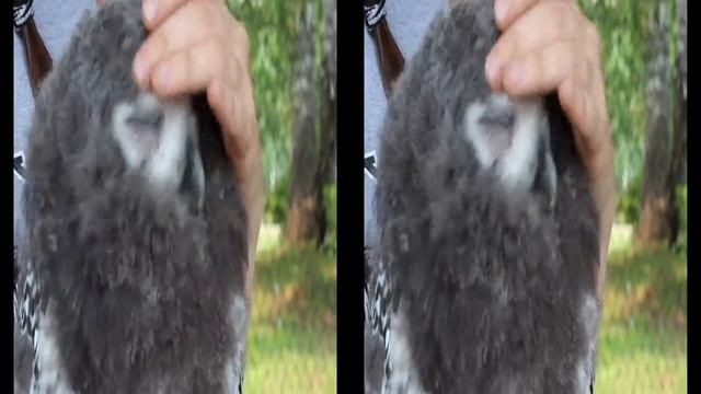 Полярный совёнок, мило )) смотреть онлайн