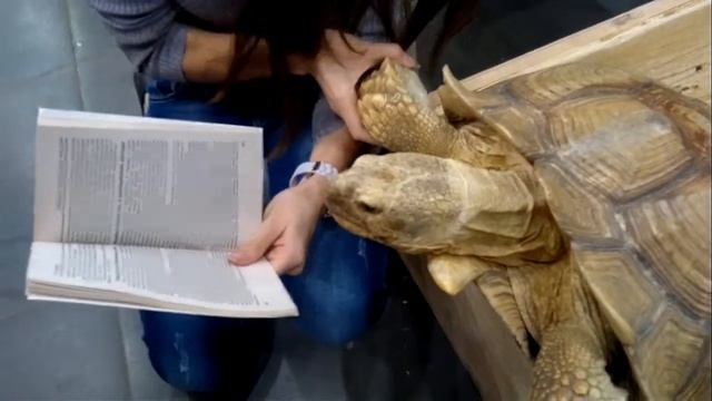 А вам слабо,как черепаха книги читать и людей своим высоким Айкью удивлять?)Живые Тропики-Класс!!! смотреть онлайн