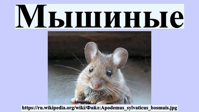 Мышиные
