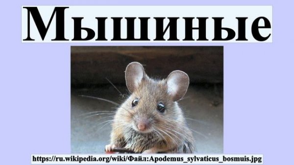 Мышиные