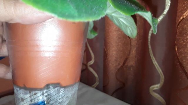 ?Как правильно поливать фиалки? Какой выбрать способ полива? смотреть онлайн