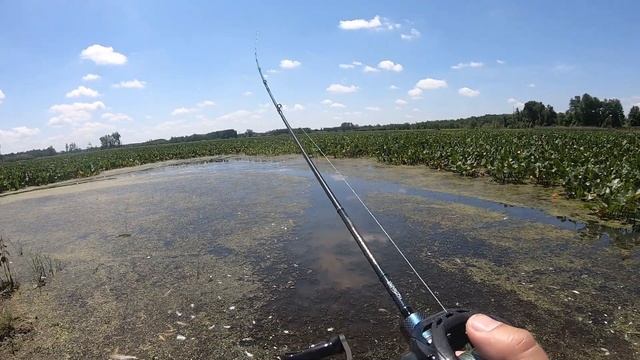 Snakehead Fishing Challenge Using Ultralight Tackle Angry Bird Frog Lure Tsurinoya Dark Wolf BFS смотреть онлайн