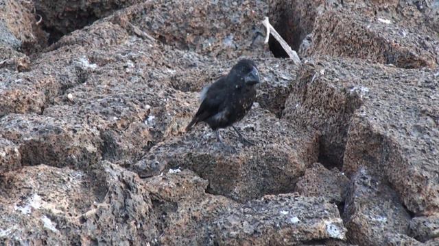 Géospize à gros bec (Geospiza magnirostris) Large Ground-finch смотреть онлайн