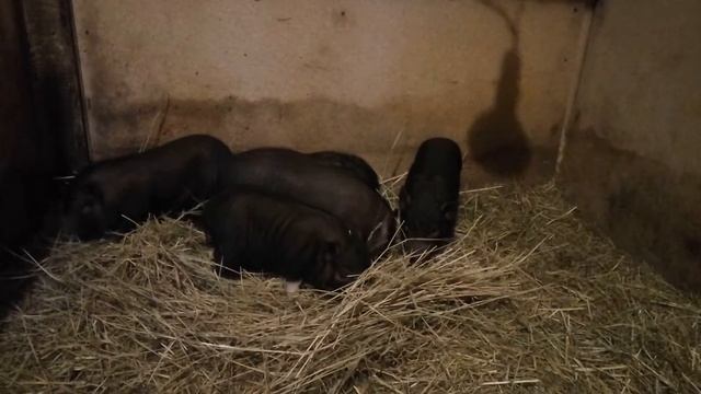 Вьетнамские хрячки едят сено смотреть онлайн