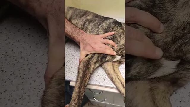 Дионис осматривает Джулю. нет опоры на лапку смотреть онлайн