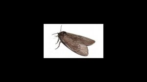 Как вывести пищевую моль?