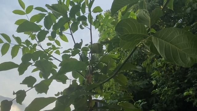 Грецкий орех Чандлер. 4 августа 2022. Самарская область смотреть онлайн