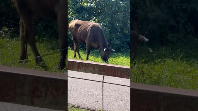 Хорошо в деревне летом. Бельгийская овчарка малинуа Кайман #шортс #малинуа #бельгийскаяовчарка смотреть онлайн