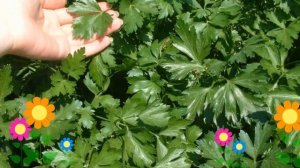 Петрушка листовая Богатырь (Bogatyr'). Краткий обзор, описание характеристик, где купить семена