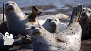 Кто такие Тюлени? Интересные и Малоизвестные факты о Тюленях! AnyWild!