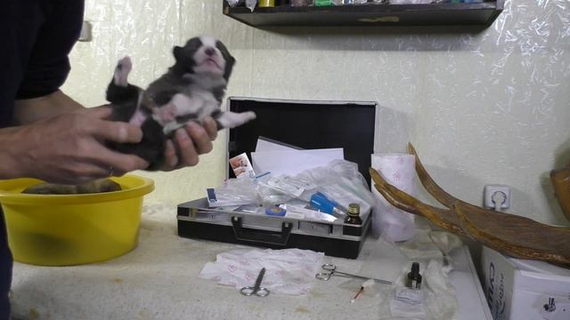 осмотр щенков и удаление прибылых пальцев смотреть онлайн
