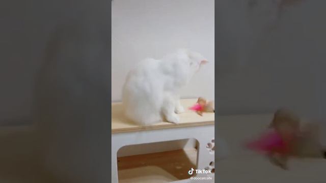 My Color Meme | Animaton Meme [BLOOD WARNING] смотреть онлайн
