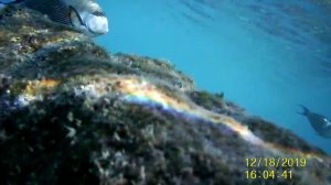 Рыба Хирург атакует человека