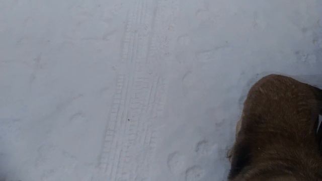 Карлык 19 01 2018г